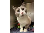 Adopt John Snow a Siamese, Domestic Short Hair