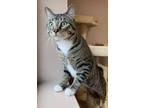 Adopt Steven Q a Domestic Short Hair