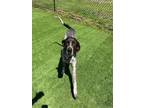Adopt GOOSE a German Shorthaired Pointer