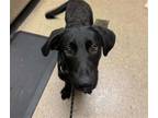 Adopt ZUMBA a Labrador Retriever, German Shepherd Dog