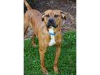 Adopt ROCKY a Pit Bull Terrier, Mixed Breed