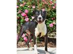 Adopt SMOKE a Pit Bull Terrier, Bullmastiff