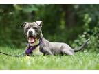 Adopt Johnny a American Staffordshire Terrier