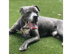 Adopt Johnny a American Staffordshire Terrier
