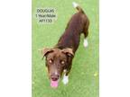 Adopt Douglas a Chocolate Labrador Retriever, Mixed Breed