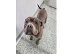 Adopt KANE a Pit Bull Terrier