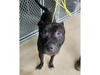 Adopt THREE a Pit Bull Terrier, Mixed Breed