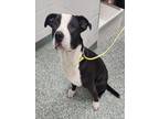 Adopt MACHO a Pit Bull Terrier, Mixed Breed