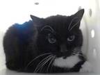 Adopt BLACKIE a Domestic Medium Hair