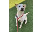 Adopt MARLO a Husky, Pit Bull Terrier