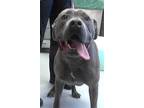 Adopt TYSON a Pit Bull Terrier, Mixed Breed