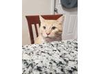 Adopt HURLEY a Domestic Short Hair