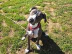 Adopt VIKTOR a American Staffordshire Terrier, Mixed Breed