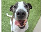 Adopt FROGGER a Hound, American Staffordshire Terrier