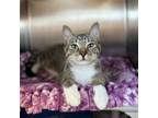 Adopt Lunchable--In Foster***ADOPTION PENDING*** a Domestic Short Hair