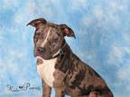 Adopt FRANCO a Pit Bull Terrier, Mixed Breed