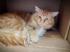 Adopt JERRY a Domestic Medium Hair, Domestic Short Hair