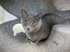 Adopt DEVLIN a Domestic Short Hair