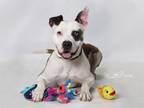Adopt SIMBA a Catahoula Leopard Dog, American Staffordshire Terrier