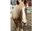 Adopt Kc - Coming Soon! a Haflinger