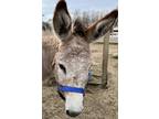 Adopt Richie a Donkey