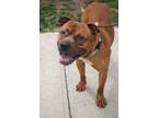 Adopt Jerrico a Pit Bull Terrier