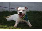 Adopt Gilmore a Pit Bull Terrier