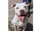 Adopt Oliver a Pit Bull Terrier