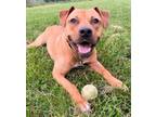 Adopt Callum a Pit Bull Terrier