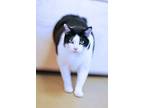 Adopt Moses a Domestic Short Hair