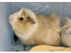 Adopt Uranus a Guinea Pig