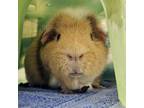 Adopt Cuppy a Guinea Pig