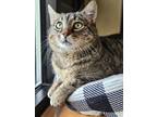 Adopt Tigers Eye a Domestic Short Hair