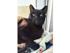 Adopt MICHAEL a Domestic Short Hair