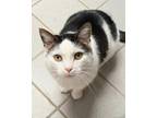 Adopt MIKA a Domestic Short Hair