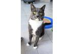 Adopt JABBERWOCKY a Domestic Short Hair