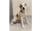 Adopt Wilson a Hound, Mixed Breed