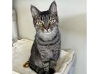 Adopt Aaron a Domestic Short Hair