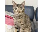 Adopt Chase a Domestic Short Hair