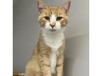 Adopt Rudy a Domestic Short Hair