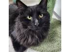 Adopt Russell a Domestic Long Hair
