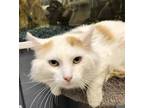 Adopt Meemoo a Domestic Medium Hair