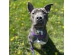 Adopt Hokie a Pit Bull Terrier