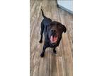 Adopt Charlie Yrly 91 a Labrador Retriever