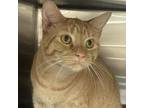 Adopt Marco a Domestic Short Hair