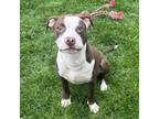 Adopt Wile E. Coyote a Pit Bull Terrier