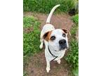 Adopt Butch a Mixed Breed