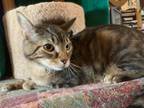 Adopt Simon a Domestic Short Hair