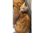 Adopt Jingles a Domestic Short Hair