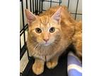 Adopt Star a Domestic Short Hair